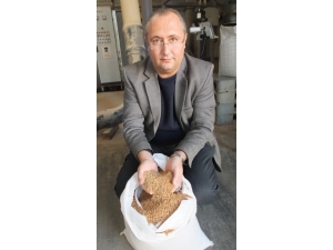 Burhaniye’de Zeytin Çekirdeğine Almanya’dan Talep Var