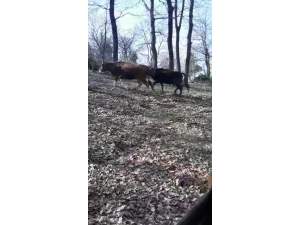 Ömerli’de Korkutan Ahır Yangını