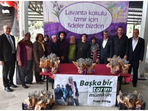 Büyükşehir 5 Bin Lavanta Fidesi Dağıttı