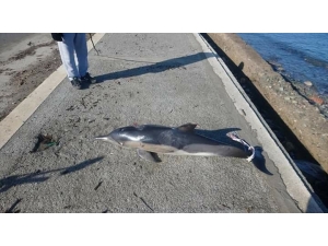 Ölü Yunus Balığı Sahile Vurdu