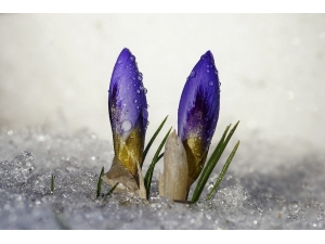 Uludağ’da Baharın Müjdecisi Kardelenler Çiçek Açtı