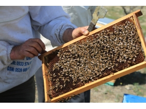 Büyükşehir’den Başkentli Çiftçilere Arıcılık Eğitimi
