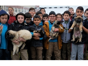 Minik Öğrencilerin Sahiplendikleri Köpeklere Kavuşma Anı Yürekleri Isıttı