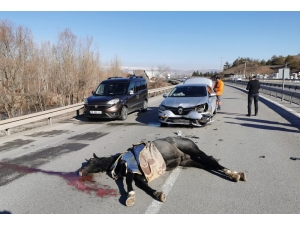 Karayoluna Çıkması Sonu Oldu