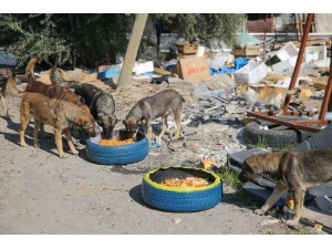 Buca’da Mama Kabı Seferberliği