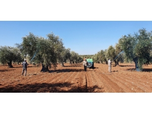 Mantar Hastalığına Karşı Zeytinler İlaçlanıyor