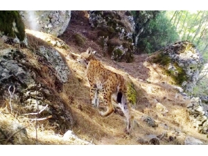 Karakulak’tan Fotokapan Selamı