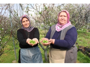 Hasat Edilen 1 Kilo Erik, Meraklısı Tarafından 250 Liraya Satın Alındı