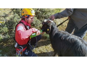 Sarp Kayalıklarda Akut’tan Keçi Kurtarma Operasyonu