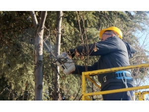 Ağaçlar Bahara Budanarak Hazırlanıyor