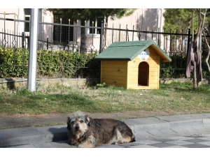 Sahipsiz 5 Bin Sokak Hayvanı Kısırlaştırılacak