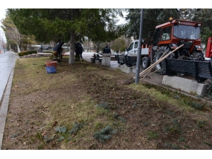 Çorum Belediyesi 4 Bin 500 Gül Fidesi Dikti