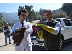 Tedavisi Yapılan Yaralı Şahinler Doğaya Salındı