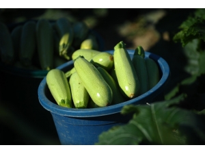 Erzincan, Bayburt Ve Erzurum’da Kabak Zam Şampiyonu