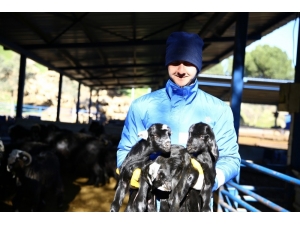 Büyükşehir’den Yerel Hayvancılığa Destek Sürüyor