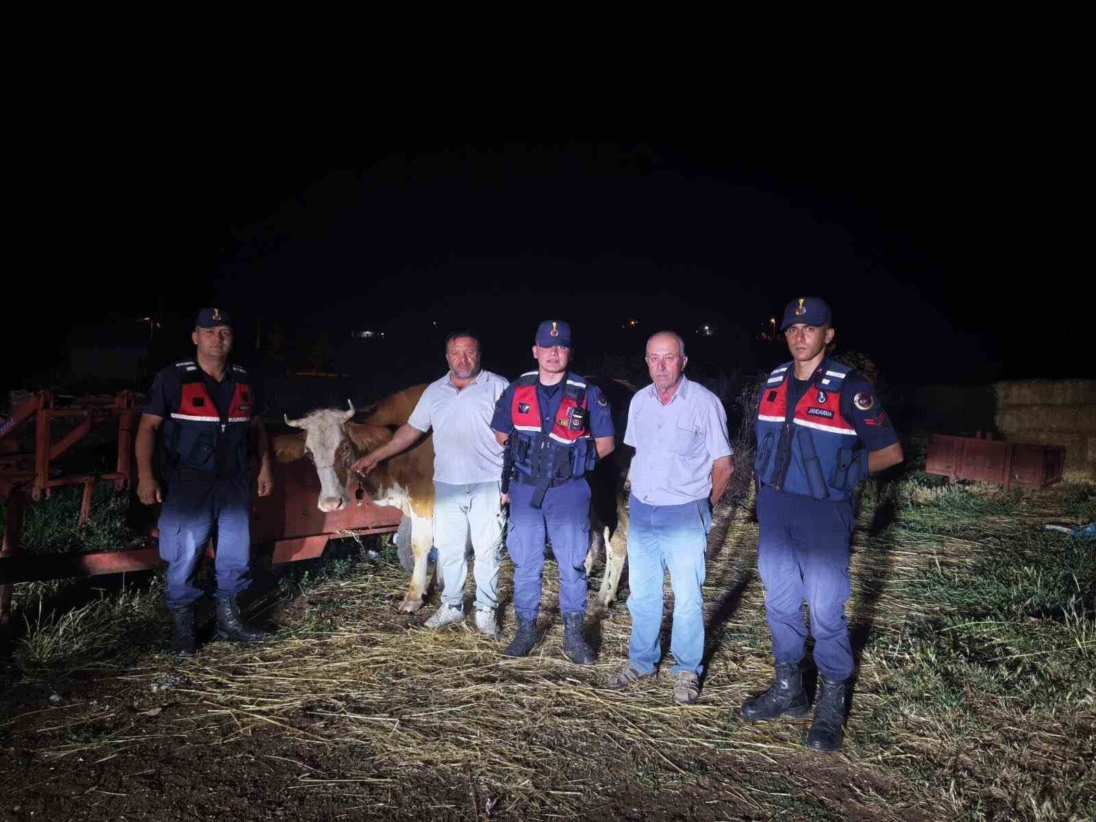kayip-buyukbas-hayvan-jandarma-tarafindan-bulundu