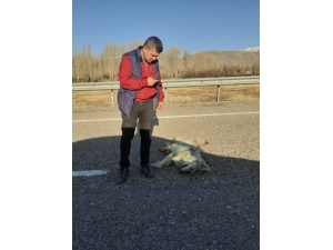 Telef Olmuş İki Kurt Bulundu