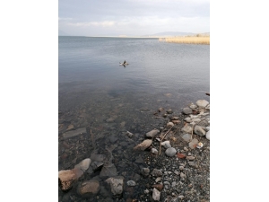 İznik’te Göle Deşarj Söz Konusu Değil