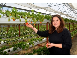 Genç Ziraat Mühendisi Söke Ovası’nı Topraksız Tarım Ve Çilekle Tanıştırdı