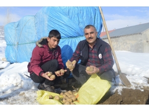 Toprağa Gömülen Patatesler Sofraların Vazgeçilmezi Oluyor