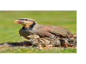 Avlanmasına İzin Verilen 30 Tür Kuş Ve 6 Tür Memeli Hayvanın Avlanması Yasaklandı