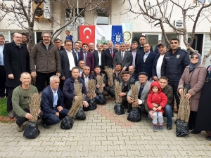 Orhanelili Çiftçilere 7 Bin 500 Kurt Üzümü Fidanı Dağıtıldı