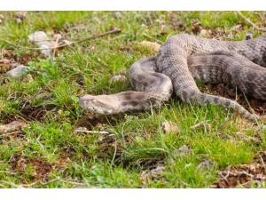 Saman Balyalarının Arasından Engerek Yılanı Çıktı