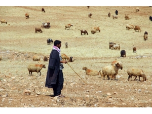 Valilik’ten Yayla Ve Mera Kullanımı Genelgesi