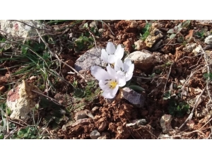 İltaş Köyünde Kardelen Ve Çiğdemler Çiçek Açtı