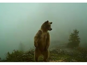 Kış Uykusundan Uyanan Ayılar Foto Kapanla Görüntülendi