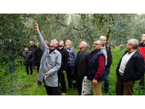 Belediyeden Çiftçilere Uygulamalı Budama Eğitimi