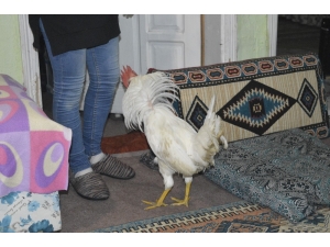 Ailenin Yedinci Üyesi “Akıllı Horoz”