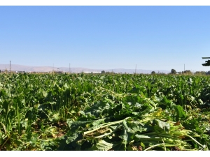 Samsun’da Şeker Pancarı Üretimi 430 Bin Tondan 66 Bin Tona Düştü