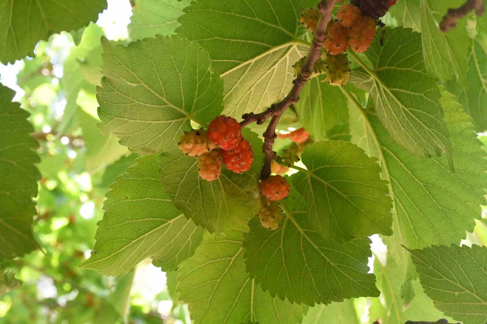yozgat-ta-asirlik-karadut-agaclari-gorenleri-hayran-birakiyor