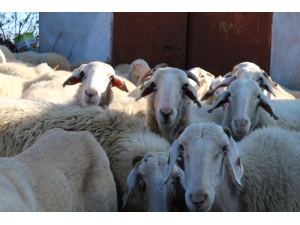 Bu Koyun, Üreticisine Az Maliyetle Çok Verim Elde Ettiriyor