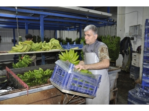 İthal Muz Yerli Muzun Fiyatını Düşürdü