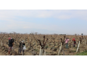 Manisa’da Bağlarda Ölükol Hastalığına Karşı Mücadele Seferberliği