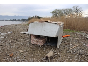 Tarla Faresi Yakalandı