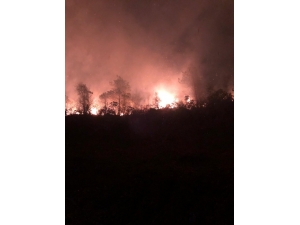 Artvin’de Orman Yangını