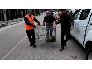 Uludağ’da Otomobil Çarptı...yaralı Tilkiyi Böyle Kurtardılar
