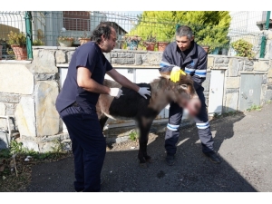 Yaralı Eşek İçin Seferber Oldular