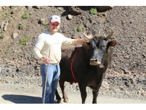 Bu Boğa İsmi İle Korkutuyor