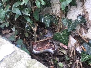 Tarihi Kazım Karabekir Paşa Müzesinin Yanında Bulunan Silah Polisi Alarma Geçirdi