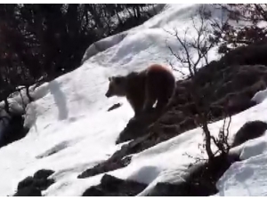 Tunceli’de Boz Ayı Kış Uykusundan Uyandı