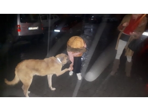 Tedavi Edilip Getirilen Köpek, Mahalle Sakinlerini Patisiyle Selamladı