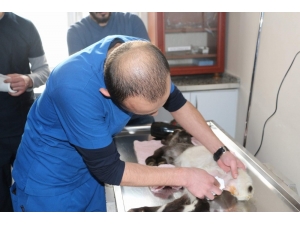 Dışkı Yolu Kapalı Olan Kuzusu İçin Hastanenin Yolunu Tuttu