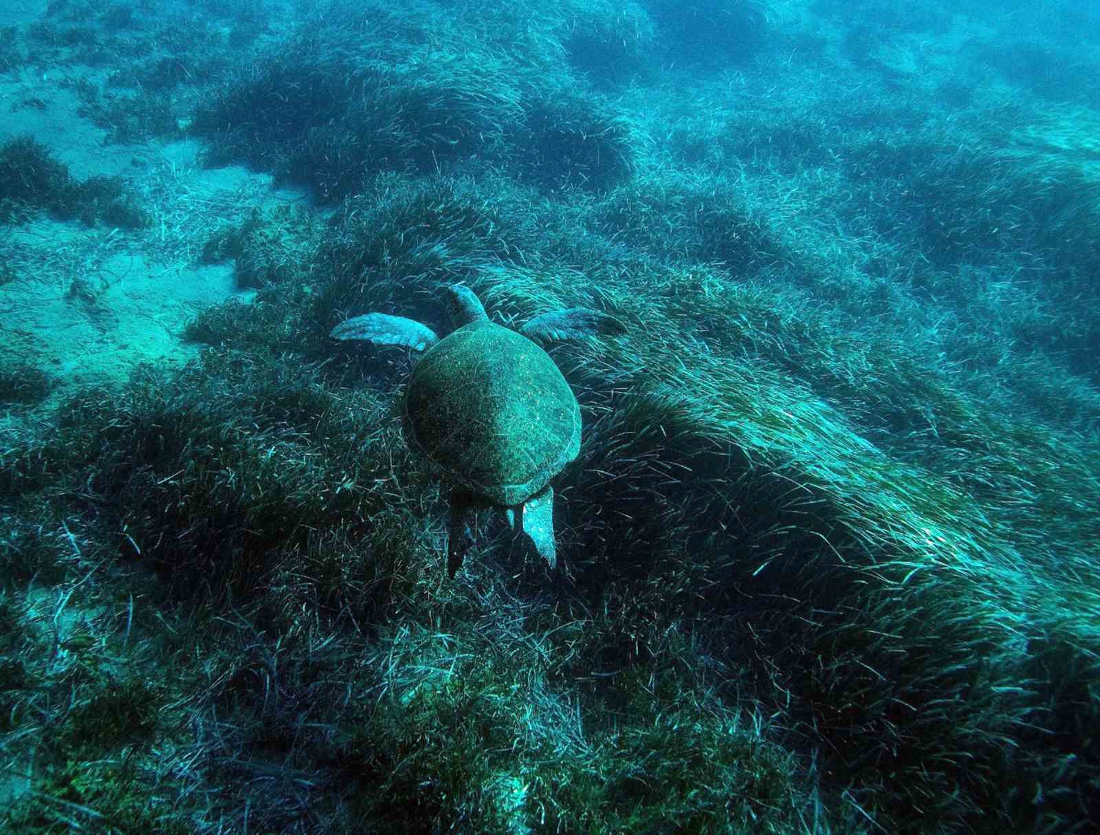 bodrum-un-su-alti-ekosistemini-haritalama-calismalari-suruyor