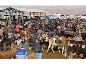 İç Anadolu’nun En Büyük Hayvan Pazarına Şap Tedbiri