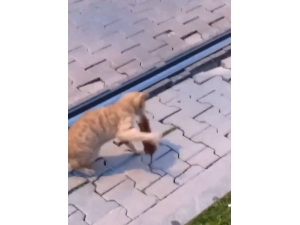 Asabi Fareden Peşine Takılan Kediye Sol Kroşe