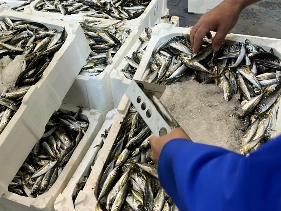 izmir-de-balik-hali-denetimi-241-kilo-kacak-su-urunleri-ele-gecirildi